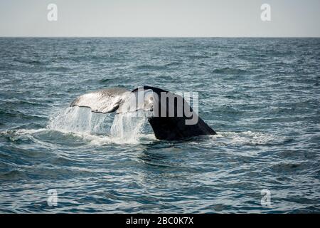 Ein Pottwal im südlichen Pazifischen Ozean bei Kaikoura Neuseeland hebt seinen Schwanz, während er taucht, um sich zu ernähren. Stockfoto