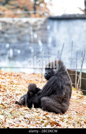 Eine weibliche Western Lowland Gorilla sitzt mit ihrem Baby in ihrem Lebensraum im Atlanta Zoo Stockfoto