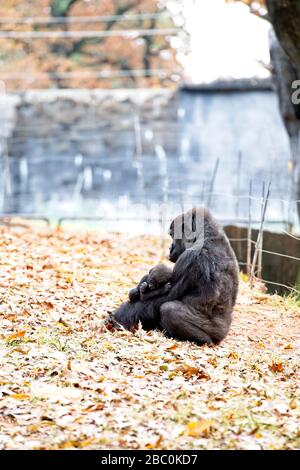 Eine weibliche Western Lowland Gorilla sitzt mit ihrem Baby in ihrem Lebensraum im Atlanta Zoo Stockfoto