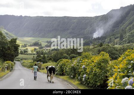 Ein Junge, der eine Kuh am Seil entlang einer langen und kurvenreichen Straße mit Hortensien in ein Tal auf der Insel São Miguel, Azoren, Portugal, läuft. Stockfoto