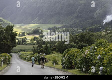 Ein Junge, der eine Kuh am Seil entlang einer langen und kurvenreichen Straße mit Hortensien in ein Tal auf der Insel São Miguel, Azoren, Portugal, läuft. Stockfoto