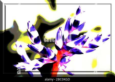 Foto einer Blume mit 3D-Frame-Farbdarstellung bearbeitet. Makro-Fotografie einer Blume als Quellbild..