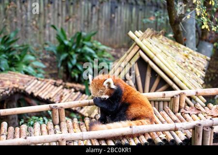 Ein roter Panda in der Sonne entspannen im Atlanta, Zoo in Atlanta, Georgia USA Stockfoto