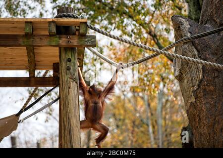 Borean Orangutan schwingt aus einem Seil in seinem Lebensraum im Zoo von Atlanta Stockfoto