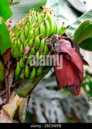 Bananenbund (Musa acuminata) mit roter Blüte Stockfoto