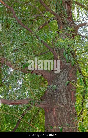 Salix alba, der weiße Weidenbaum aus der Nähe Stockfoto