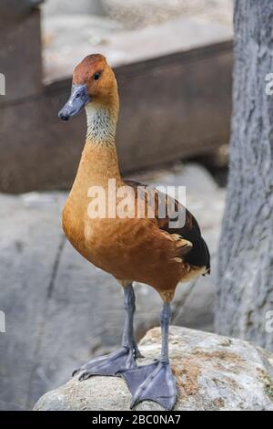 Fulvous pfeifende Ente oder fulvous Baum Ente (Dendrocygna bicolor) Stockfoto