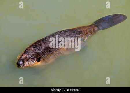 Nordamerikanischer Biber (Castor canadensis) schwimmt mit seinem flachen Schwanz deutlich auf der Wasseroberfläche Stockfoto