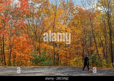 FRAU, DIE IHREN HUND INMITTEN DER HERBSTFARBEN IM MONT-ROYAL-PARK, MONTREAL, QUEBEC, KANADA SPAZIEREN GEHT Stockfoto