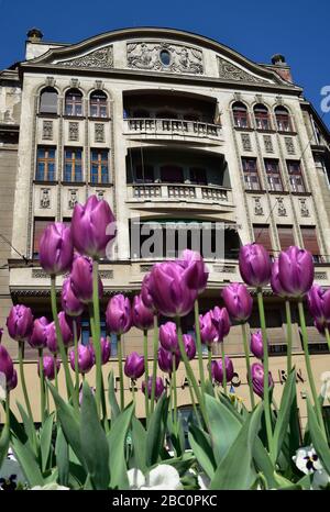 Rumänien, Timis, Temisoara, Secessionsgebäude an der Piata Victoriei mit Tulpen, Altstadt. Stockfoto
