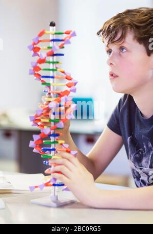 Neugieriger Junge untersucht DNA-Modell im Klassenzimmer Stockfoto