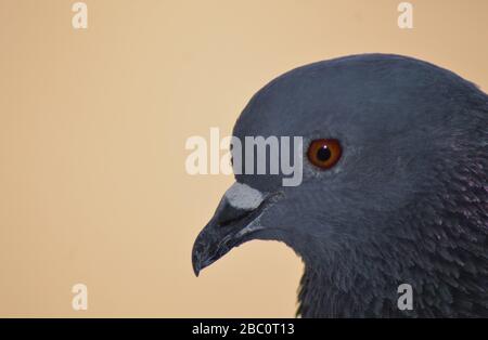 Nahaufnahme der Fels-Taube/gewöhnliche Taube/columba-livia Stockfoto