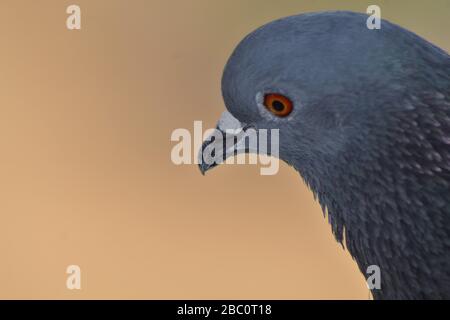 Nahaufnahme der Fels-Taube/gewöhnliche Taube/columba-livia Stockfoto