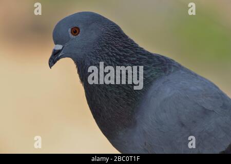 Nahaufnahme der Fels-Taube/gewöhnliche Taube/columba-livia Stockfoto