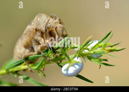 Exuvia von Cicada (Lyristes plebejus) von vorne gesehen, auf Pflanze mit zwei Schnecken Stockfoto