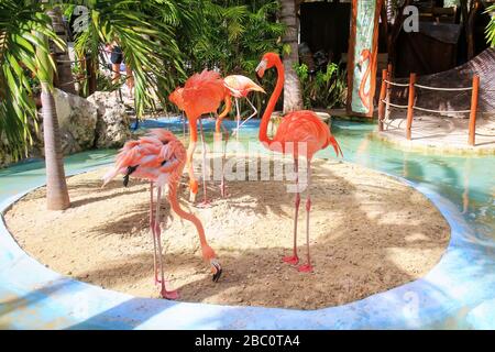 Amerikanische Flamingos in einem kleinen Gehege am Kreuzfahrtschiff Costa Maya, Mahahual, Mexiko Stockfoto