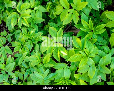 Gemeinsame Giersch Aegopodium podagraria Heilpflanze im Frühjahr Stockfoto