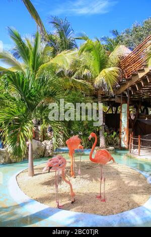 Amerikanische Flamingos in einem kleinen Gehege am Kreuzfahrtschiff Costa Maya, Mahahual, Mexiko Stockfoto