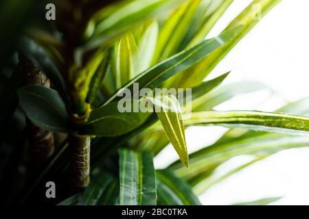 Grün leuchtend lebendiges Blattwerk aus Pflanzenpalmen; Nahakzine Stockfoto