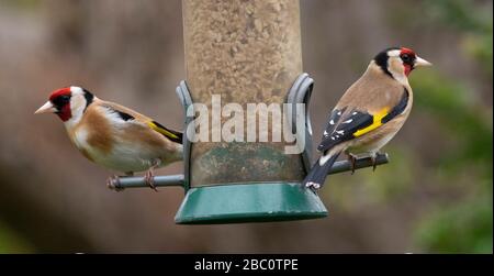 London, Großbritannien. April 2020. Goldfinken ernähren sich vom hängenden Vogelzubringer in einem Vorstadt-Garten. Kredit: Malcolm Park/Alamy Live News. Stockfoto