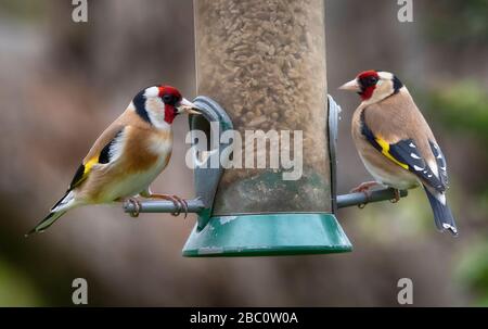 London, Großbritannien. April 2020. Goldfinken ernähren sich vom hängenden Vogelzubringer in einem Vorstadt-Garten. Kredit: Malcolm Park/Alamy Live News. Stockfoto