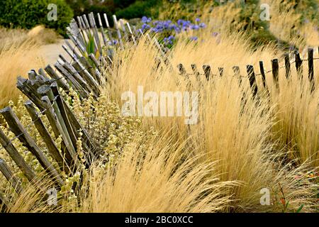 Hohe Goldgräser mit einem alten Zaun aus Holzlatten Stockfoto