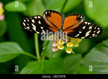 Makro des Tiger-Langwing-Schmetterlings (Heliconius hecale), der sich von oben auf der Blume ernährt (Lantana camara) Stockfoto