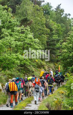 DIE TROUBADE ODER TROBADA, EINE KATALANISCHE TRADITION, KLETTERN DEN CANIGOU-BERG ZU FUSS HINAUF, UM EIN BÜNDEL VON GRAPEVIN-TRIEBEN OBEN ZU PLATZIEREN, (66) PYRENÄEN-ORIENTALES, LANGUEDOC-ROUSSILLON, OCCITANIE, FRANKREICH Stockfoto