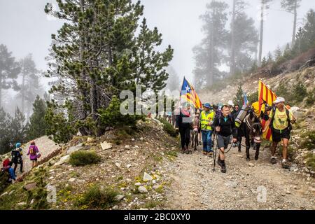 DIE TROUBADE ODER TROBADA, EINE KATALANISCHE TRADITION, KLETTERN DEN CANIGOU-BERG ZU FUSS HINAUF, UM EIN BÜNDEL VON GRAPEVIN-TRIEBEN OBEN ZU PLATZIEREN, (66) PYRENÄEN-ORIENTALES, LANGUEDOC-ROUSSILLON, OCCITANIE, FRANKREICH Stockfoto