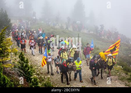 DIE TROUBADE ODER TROBADA, EINE KATALANISCHE TRADITION, KLETTERN DEN CANIGOU-BERG ZU FUSS HINAUF, UM EIN BÜNDEL VON GRAPEVIN-TRIEBEN OBEN ZU PLATZIEREN, (66) PYRENÄEN-ORIENTALES, LANGUEDOC-ROUSSILLON, OCCITANIE, FRANKREICH Stockfoto