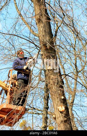 Ein Team von Forstarbeitern tue sanitäre Beschneidung von Bäumen in einem Stadtpark, vertikales Bild. Stockfoto