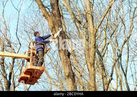 Walddienstmitarbeiter in Brille, Maske und Anzug mit einer Hebewinde und einer Kettensäge schneiden in einem Stadtpark trockene Äste auf Bäume. Stockfoto