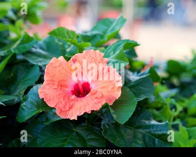 Schöne Blume der Hibiskuspflanze an einem schönen Tag in der Innenstadt. Stockfoto