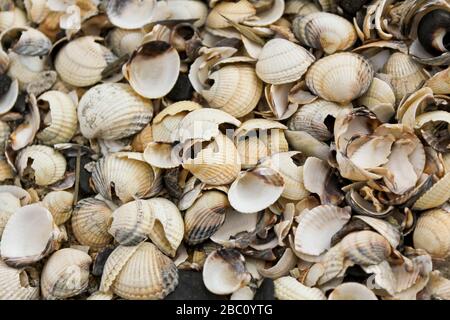 Bunte und vielfältige Schalen an der Küste von Butjardingen in Wesermarsch, Niedersachsen, Deutschland. Stockfoto