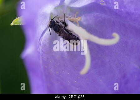 Glockenblumen-Scherenbiene, Glockenblumenscherenbiene, Weibchen in einer Blume von Glockenblume, Campanula, Chelostoma rapunculi, Osmia rapunculi, Che Stockfoto