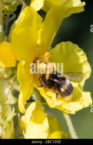 Erdhummel, Erd-Hummel, Weibchen, Blütenbuch an Königskerze, Verbascum, mit Pollenhöschen, Bombus spec., Bombus, Bumble Bee, Wahrscheinlich Bombus lu Stockfoto