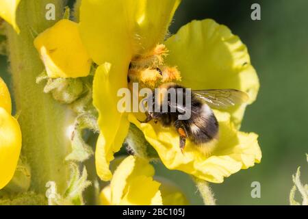 Erdhummel, Erd-Hummel, Weibchen, Blütenbuch an Königskerze, Verbascum, mit Pollenhöschen, Bombus spec., Bombus, Bumble Bee, Wahrscheinlich Bombus lu Stockfoto