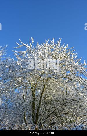 Klarer blauer Himmel hinter schneebedeckten Bäumen in der englischen Landschaft im Winter. Stockfoto