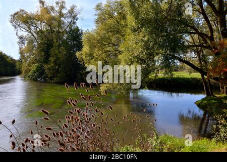 See zwischen Bäumen und Teelchen im Vordergrund bei La-Ferté-Bernard, einer Gemeinde im französischen Departement Sarthe in der Region "pays de la Loiré" Stockfoto