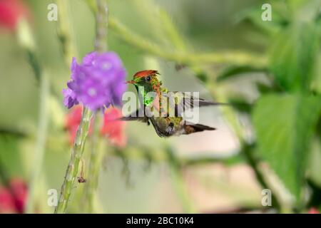 Ein kleiner getufter Coquette Kolibris, der sich in einem tropischen Garten, der im Sonnenlicht glitzert, von einer violetten Vervain-Blume ernährt. Stockfoto