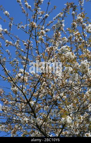 In der englischen Landschaft fotografierte Baum mit weißer Blüte im Frühling gegen einen klaren blauen Himmel. Stockfoto