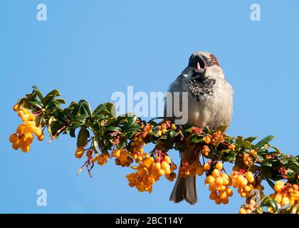 Das männliche Haus Sparrow (Passer domesticus) thront auf der Filiale von Spring Flowering Darwins Barberry, Warwickshire Stockfoto