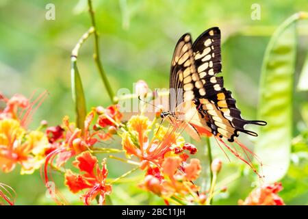 Ein riesiger Schwalbenschwanz Schmetterling, der an einem sonnigen Tag den Stolz des Barbados-Baums nährt. Stockfoto
