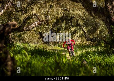 Frau, die mit dem Mountainbike auf dem Waldweg fährt, Fort Ord National Monument Park, Monterey, Kalifornien, USA Stockfoto