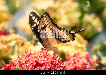 Ein Riesenschwalbenschwanz, der sich in einem Garten mit natürlichem Sonnenlicht von der Ixora-Hecke ernährt. Stockfoto