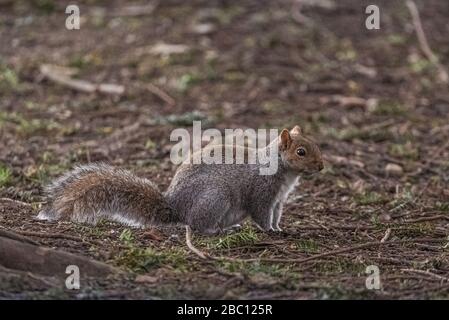 Britische Wildlife - Squirrel in natürlicher Umgebung - Towcester, Northants, Großbritannien Stockfoto