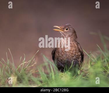 Britische Wildlife - Jungschwärzling in natürlicher Umgebung - Towcester, Northamptonshire, Großbritannien Stockfoto