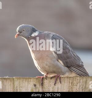 Britische Wildlife - Taube in einem britischen Garten - Towcester, Northamptonshire, Großbritannien Stockfoto