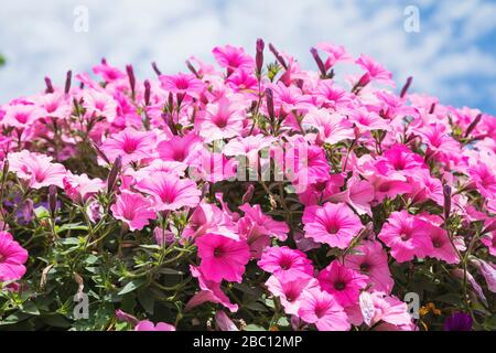 Nahaufnahme von rosa blühenden Petunia Blüten Stockfoto