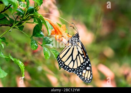 Ein Monarch-Schmetterling, der in einem Blumenbeet an einer Honeysuckle-Blume hängt. Stockfoto